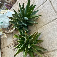 不夜城