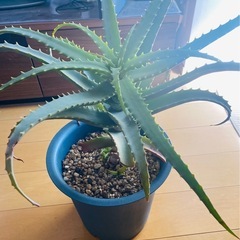 観葉植物　アロエ抜き苗　多肉植物
