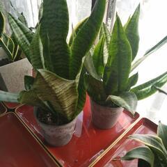 観葉植物  サンスベリア
