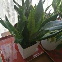 観葉植物  サンスベリアの画像