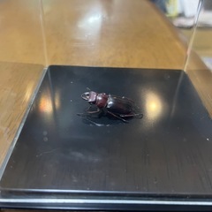 国産ミクラミヤマクワガタの画像