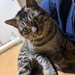 甘えん坊な琵琶丸くんの画像