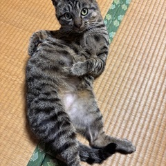 甘えん坊な琵琶丸くん - 猫