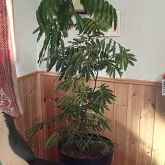 エバーフレッシュ差し上げます。