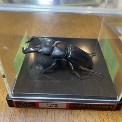 ダイオウヒラタクワガタの画像