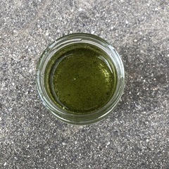 ミジンコウキクサ　仁丹藻　メダカのエサ