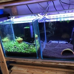 キューブ水槽の画像