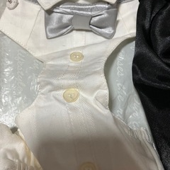 子犬タキシードの画像