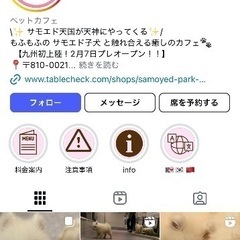 【女性限定】サモエドカフェ(天神)に行ける方募集！ - 福岡市