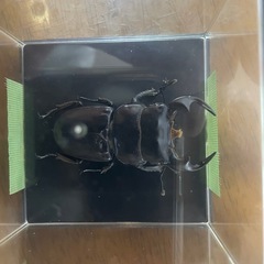 アンタエウス.オオクワガタ