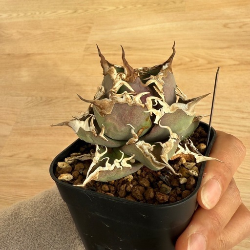 アガベ　グラキリス　などまとめ売り　引き取り限定 アガベグラキリスなどまとめ売り引き取り限定