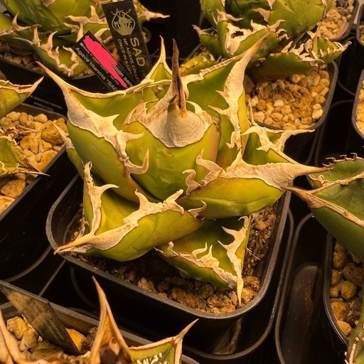 アガベグラキリスなどまとめ売り引き取り限定