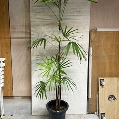 観葉植物　シュロチク②
