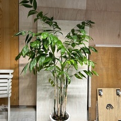 観葉植物　高性チャメドリア③