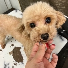 里親募集中☆アドニーちゃん