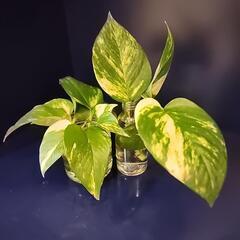      観葉植物 ポトス2個