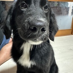 🌟85000円‼️ゴルバニ♀(ゴールデン×バーニーズ)Mix犬🐶...