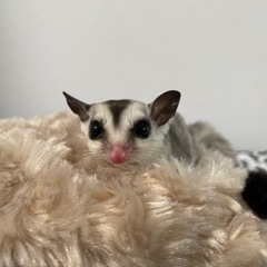 フクロモモンガ　ホワイトフェイス♂カラー遺伝子魅力的