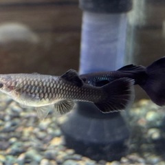 フルブラックグッピー