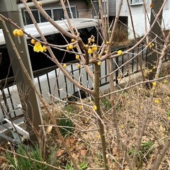 庭木(蝋梅？)