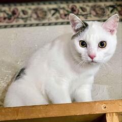 里親さま決定！鏡合わせみたい♡そっくり可愛すぎる兄弟 - 熊谷市