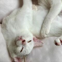 里親さま決定！鏡合わせみたい♡そっくり可愛すぎる兄弟 - 猫