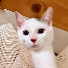 里親さま決定！鏡合わせみたい♡そっくり可愛すぎる兄弟 − 埼玉県