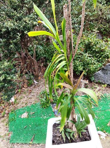 【最終処分】　観葉植物　ユッカ　青年の木　１鉢　園芸　インテリア　雑貨