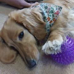 7歳のダックスフンドお譲りします。 - 犬