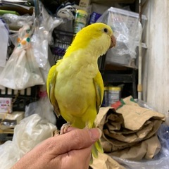オキナインコ🦜イエローパリッドオパーリン綺麗です可愛いよ200,...