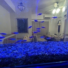 熱帯魚（餌や掃除セット付）  