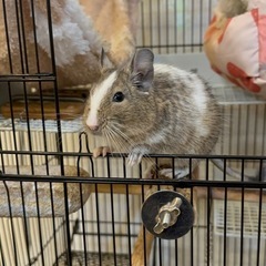 大至急デグー里親募集します
