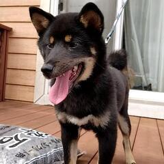 1才の黒、柴犬です