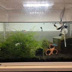 【取引中】熱帯魚