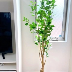 (お取引中)フェイク　観葉植物の画像