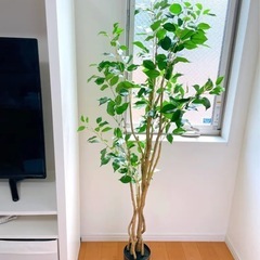 (お取引中)フェイク　観葉植物の画像
