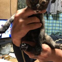 里親探し中です。