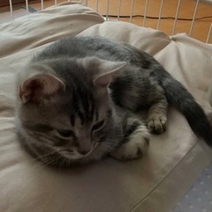 トライアル決まりました。懐っこい子達です｡ − 山梨県