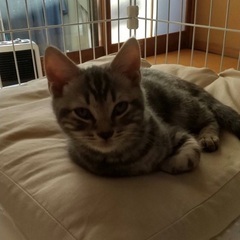 トライアル決まりました。懐っこい子達です｡ - 猫