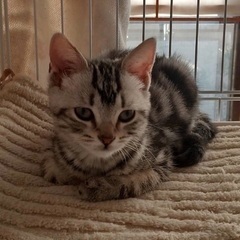 トライアル決まりました。懐っこい子達です｡ - 南アルプス市