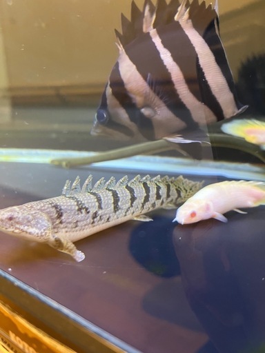 値下げ　ポリプテルス４匹セット