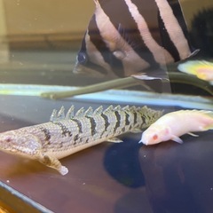 値下げ　ポリプテルス４匹セットの画像