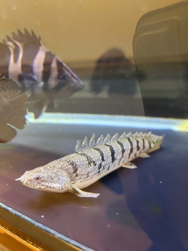 ポリプテルス４匹セット (かずのこ) 由良のその他の中古あげます・譲ります｜ジモティーで不用品の処分