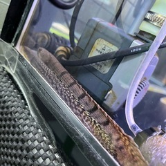 値下げ　ポリプテルス４匹セットの画像