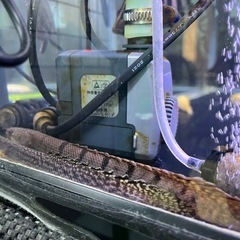 値下げ　ポリプテルス４匹セットの画像