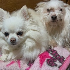 お願いです‼️マルチーズです。 - 揖斐郡