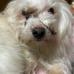 お願いです‼️マルチーズです。 - 犬