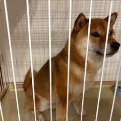 写真更新しました⭐️里親募集です。