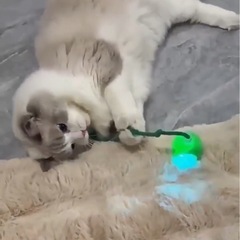 新品同様　猫　おもちゃの画像