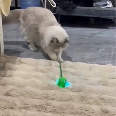 新品同様　猫　おもちゃ